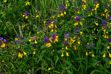 Purple and yellow summer flowers Melampyrum nemorosum in the forest. Flowering Wood Cow-wheat