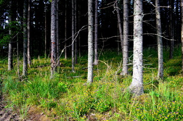 Purple and yellow summer flowers Melampyrum nemorosum in the forest. Flowering Wood Cow-wheat