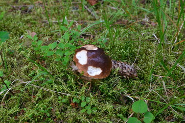 Forest mushrooms brown cap growing in the autumn forest.Mushroom boletus edilus
