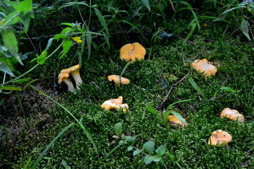 Wild yellow delicacy chanterelle mushrooms in the forest. Yellow Chanterelles, Cantharellus cibarius