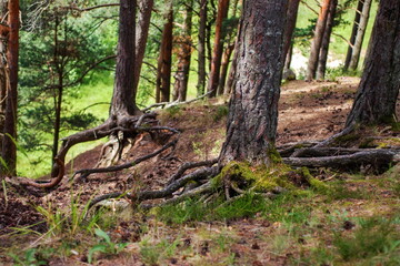 Obraz premium A fragment of a pine spruce forest