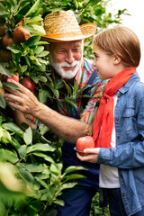 Old farmer with his lovely granddaughter picking apples
