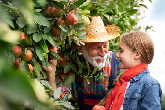 Smiling senior man with little girl in apple orchard
