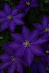 紫色のクレマチスの花