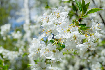 apple tree flowers