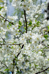 cherry blossom in spring