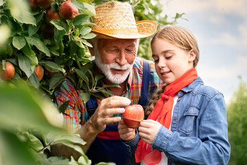 Little girl with grandfather sorting apples