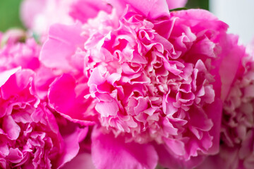 Blossoming flowers of peony bouquet of tender pink color.