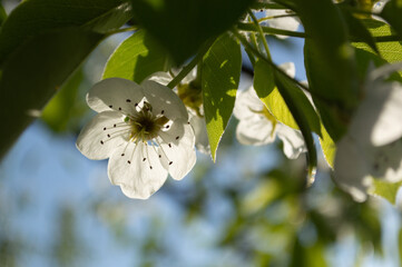 cherry tree blossom