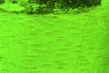 Fototapeta premium Birch. The texture of birch bark in light green color.