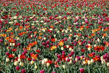Fresh colored tulip field in a sunny Spring morning.
