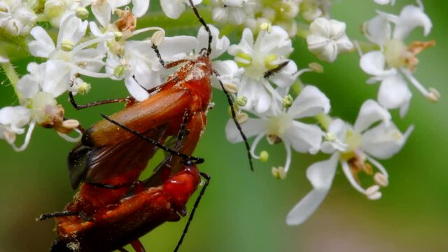Pair of Soldier Beetle in copulation. Their Latin name is Cantharis livida.
