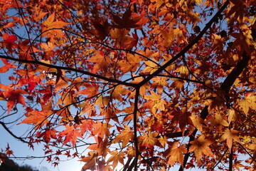 紅葉