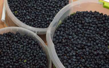 Freshly picked blueberries in buckets