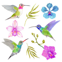 Obraz premium Watercolor tropical orchid flower background with bamboo leaves and colibri bird.