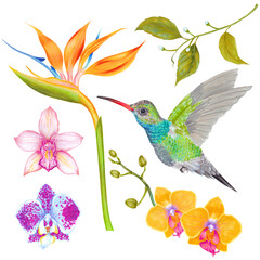 Watercolor tropical orchid flower with strelitzia flower and colibri bird