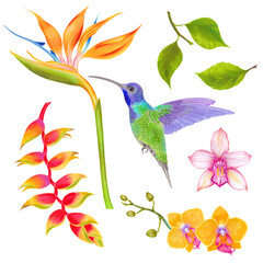 Watercolor tropical orchid, heliconia, strelitzia flower and colibri bird
