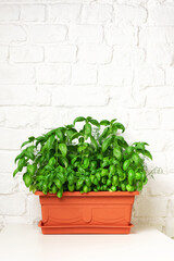 Fresh basil in a plastic pot. Kitchen garden on a white table, brick wall. Copy space for text