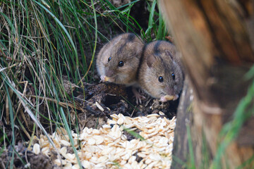 Brandmaus (Apodemus agrarius) am Vogelfutter	