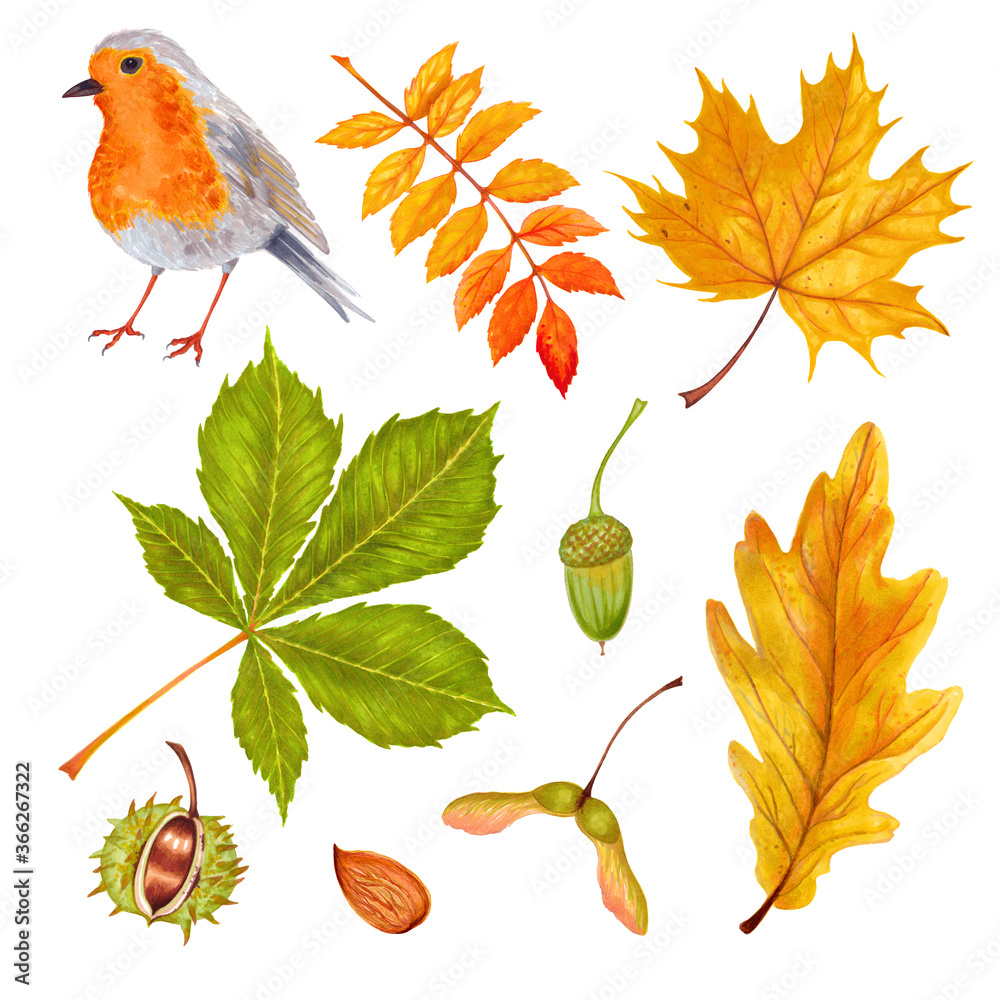 Wall mural watercolor autumn set colorful leaves of various trees, nuts, robin bird . isolated on white backgro