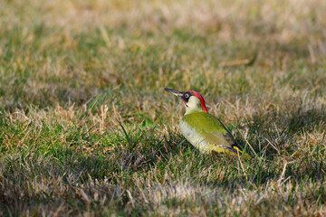 Grünspecht bei der Futtersuche	