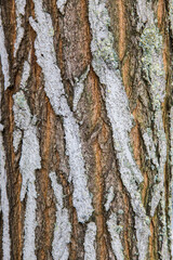 Obraz premium tree bark