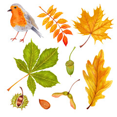 Watercolor autumn set colorful leaves of various trees, nuts, robin bird . Isolated on white background. Rowan tree , maple , horse chestnut , ash , beech and acorn.