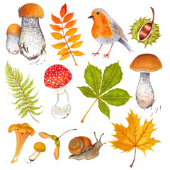  Watercolor autumn marker set colorful leaves of various trees, nuts, robin bird . Isolated on white background. Rowan tree , maple , horse chestnut , ash , birch and acorn