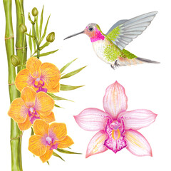 Fototapeta na wymiar Watercolor tropical orchid flower background with bamboo leaves and colibri bird.