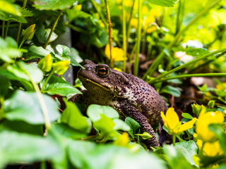 A wise looking from, hiding in the grass. Warts and all. Frog, grass and plants, sleepy looking.