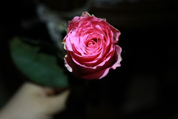バラ　薔薇　rose