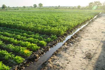 Fototapeta na wymiar Watering plantation landscape of green carrot and potato bushes. Growing food on the farm. Growing care and harvesting. Agroindustry and agribusiness. Root tubers. Agronomy. European organic farming.