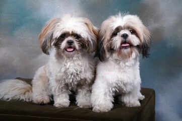 Bestfriends for Ever