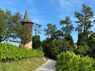 Landscape of The Wein Trail or Wein-Erlebnispfad (Flower Island Mainau on the Lake Constance or Die...