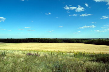 Fototapeta premium Wheat field against a blue sky with white clouds on a Sunny day in summer