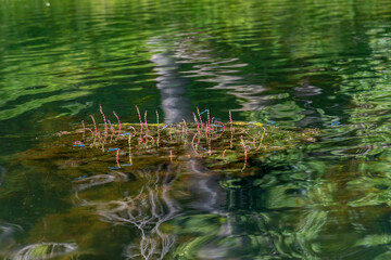 A bird swimming in water. High quality photo