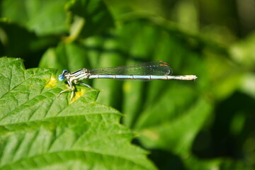 A small dragonfly on the green grass in the forest by the stream