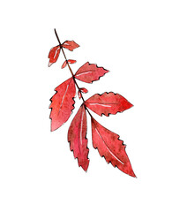 Watercolor Rowan berry autumn illustration