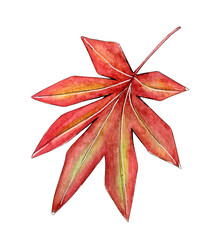 Hand painted watercolor autumn fall leaf