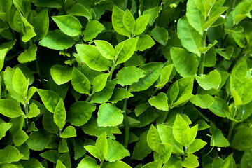 green leaves background