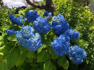 紫陽花
アジサイ