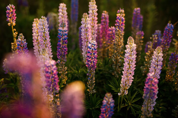 Lupinus field with pink purple and blue flowers. A field of lupines. Violet and pink lupin in meadow. Purple and pink lupin bunch