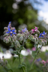borago officinalis ogorecznik lekarski roślina zioła zieleń flower herb 
