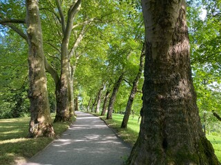 Landscape of The Spring Avenue or Frühlingsstrasse (Flower Island Mainau on the Lake Constance or...