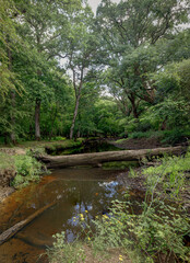 A river in a forest with fallen tree across it. This is the Lymington River in the New Forest, Hampshire, UK