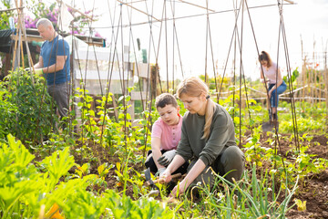 Friendly family working in vegetable garden in summer, son helping mother