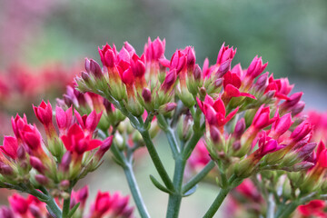 pink tulips in the garden