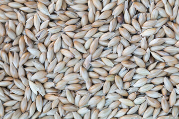 Detail of seeds used in a feeder bird. Seeds for cage and wild birds