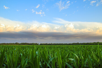 landscape field of unripe corn on the background of a beautiful sky