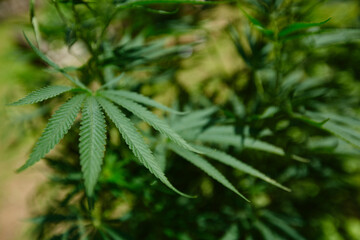 Fototapeta na wymiar The Medicinal Cannabis leaves in outdoors. Shallow dof